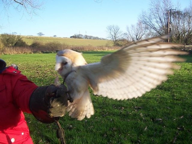  Jessie, The Barn Owl